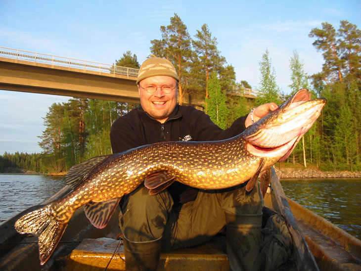 Fish and photo: Petri Ristiniemi